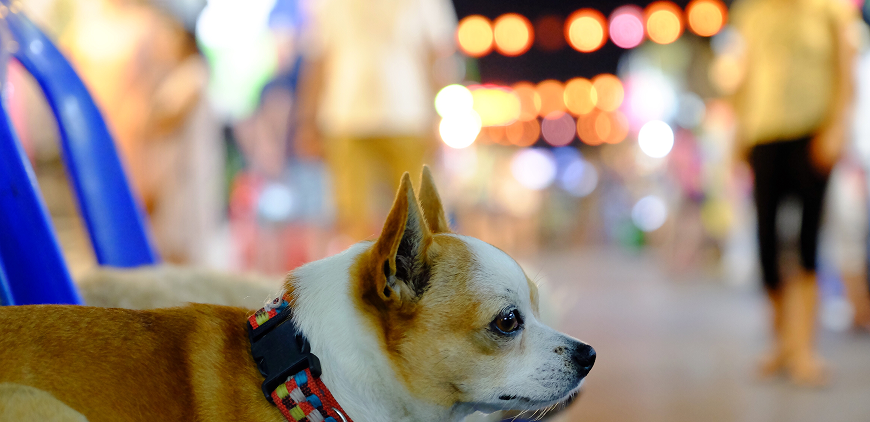 Karakate: The youngest Pomeranian in history to become Thailand’s No. 1