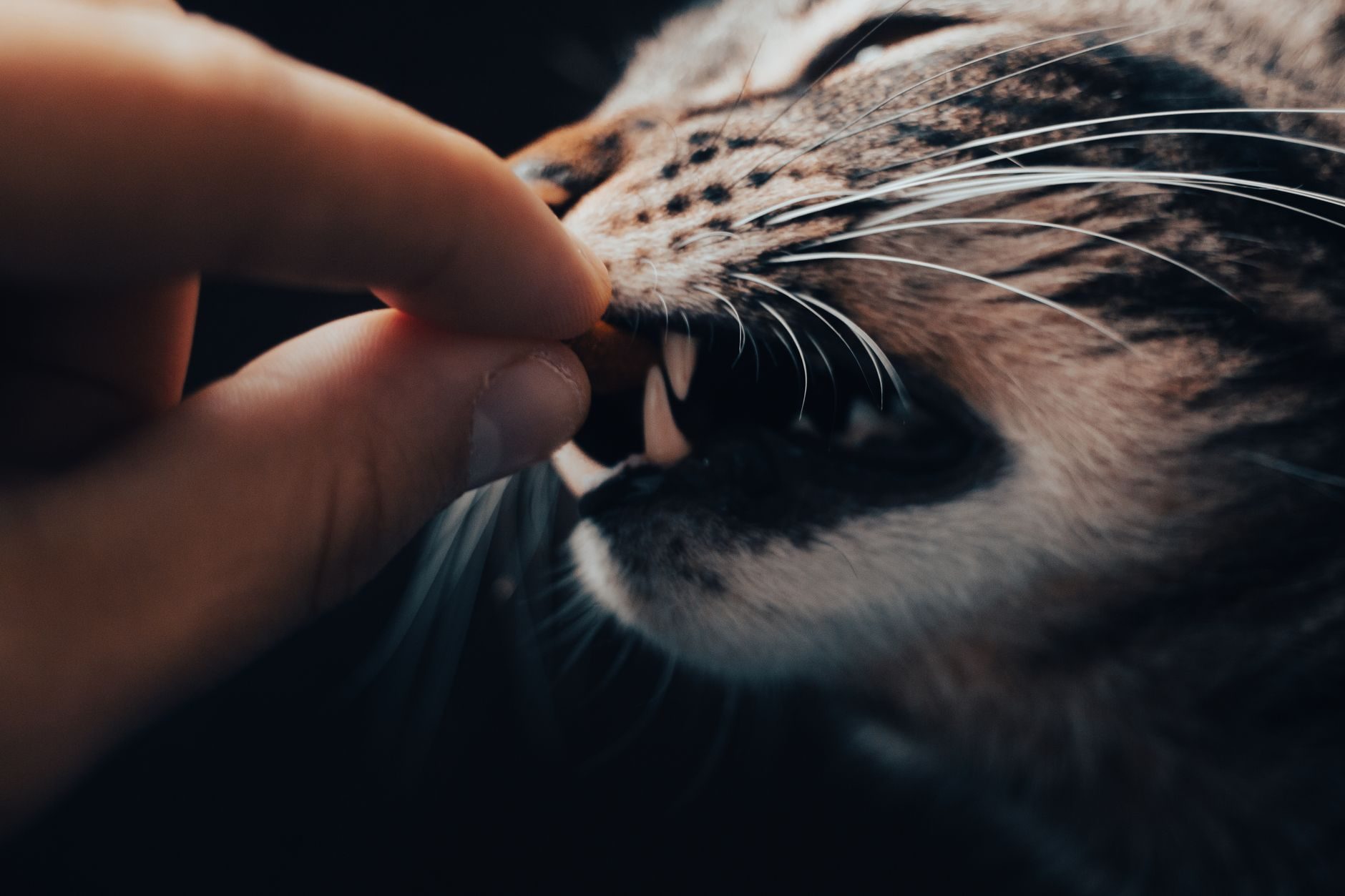 Treats, Toppers, and Timing: Building a Feeding Routine Your Cat Will Love – PCIN Pet Stories India