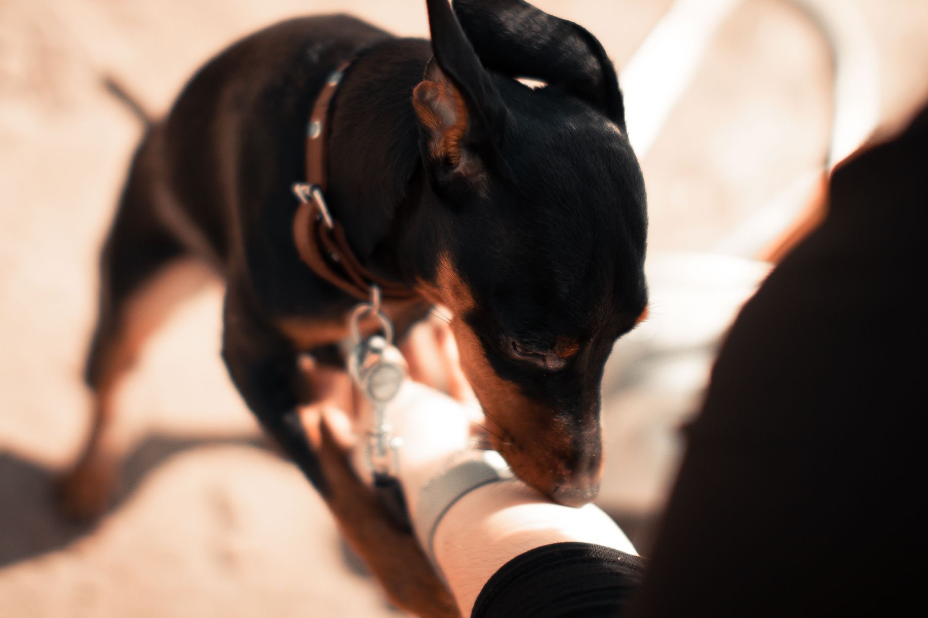 Dog Treats Done Right: How to Use Rewards, Meal Toppers and Snack Timing Without Overfeeding – PCIN Pet Stories India