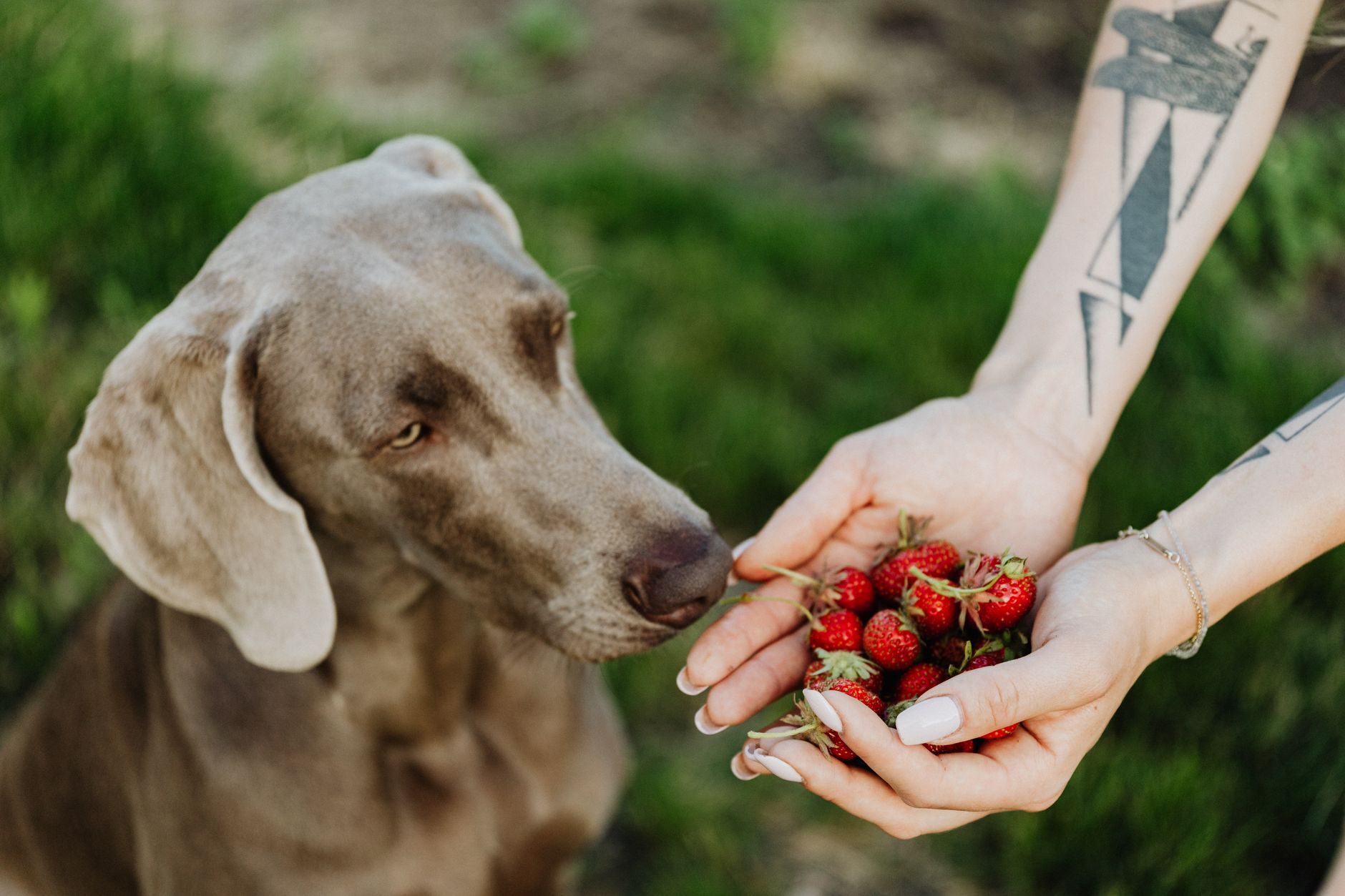 From Bowl to Bonus: How to Use Dog Treats and Meal Toppers Without Overfeeding – PCIN Pet Stories India