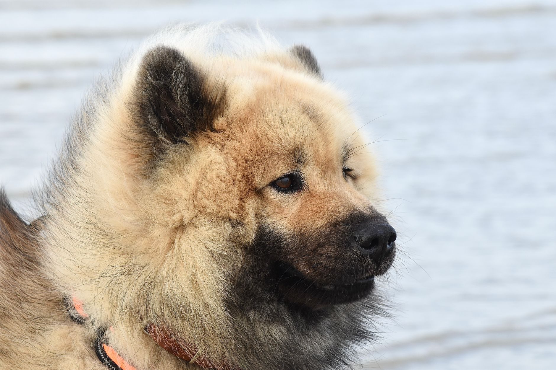 Reading Your Dog’s Body: How to Know If Your Dog’s Diet Is Actually Working – PCIN Pet Stories India