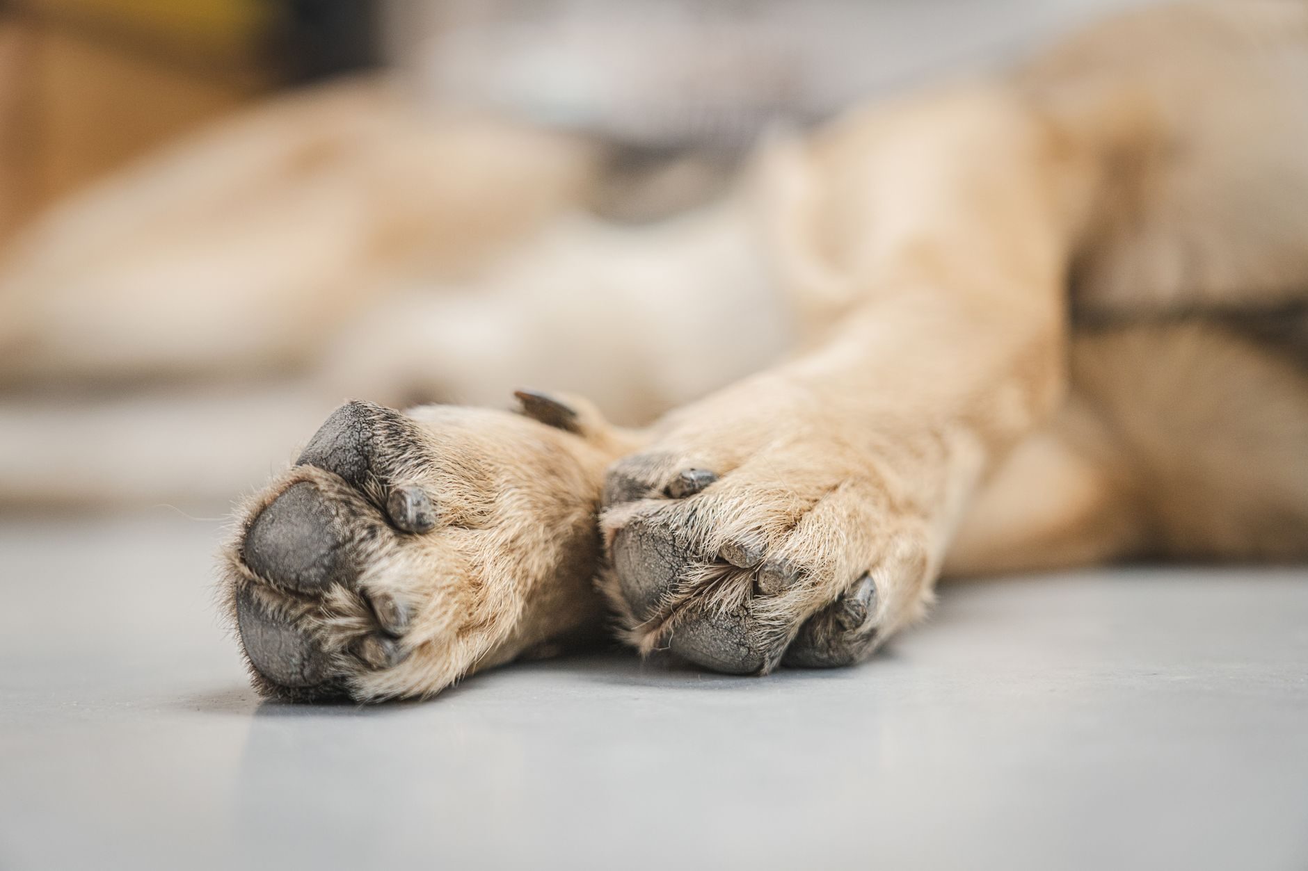 Vet Access in India: How to Keep Your Pet Healthy Between Clinic Visits – PCIN Pet Stories India